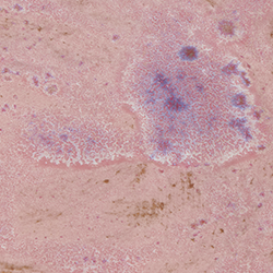Petri Pink