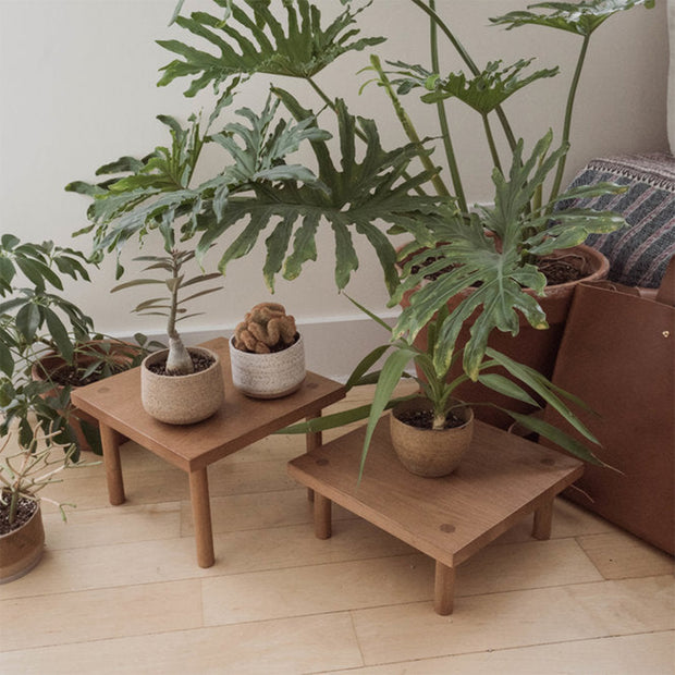 Yucca Stand Low